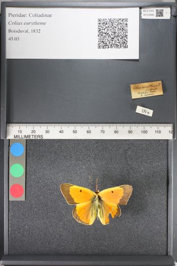 Media type: image;   Entomology 123666